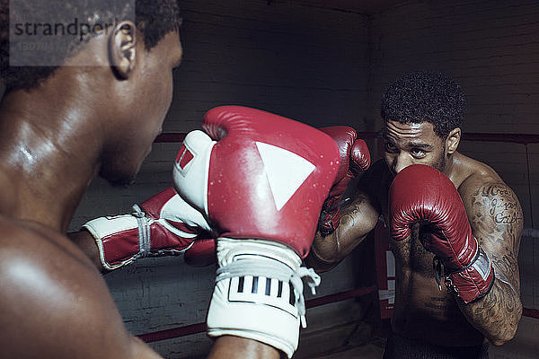 Männliche Boxer üben den Kampf im Boxring