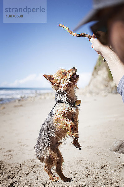 Ausgeschnittenes Bild eines Mannes  der am Strand mit einem Yorkshire-Terrier spielt