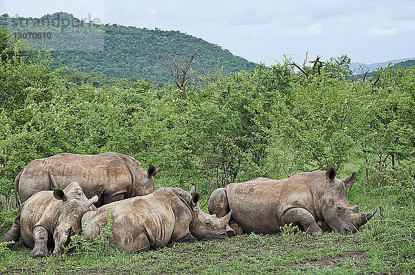 Rhinozeros entspannt sich auf Grasfeld bei Pflanzen im Wald