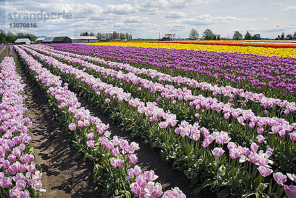 Hochwinkelansicht von Tulpen im Feld
