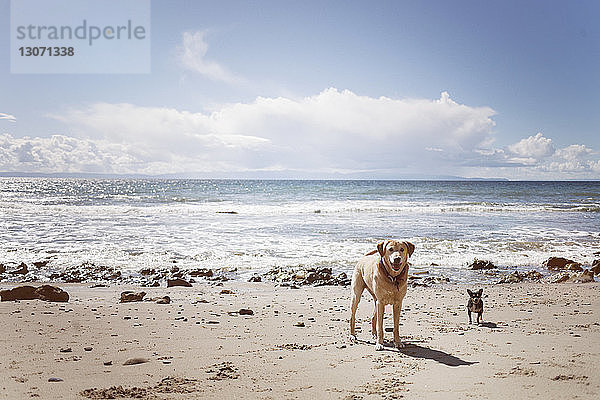 Porträt von Hunden  die am Strand am Ufer stehen