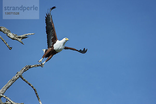 Niedrigwinkelansicht eines Weißkopfseeadlers  der gegen den klaren blauen Himmel fliegt