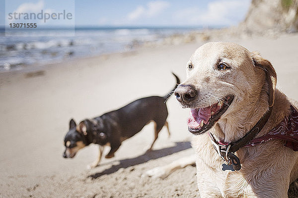 Hund auf Sand am Strand
