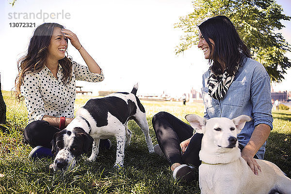 Glückliche Frauen mit Hunden  die sich unterhalten  während sie sich auf einem Grasfeld im Park vor klarem Himmel ausruhen