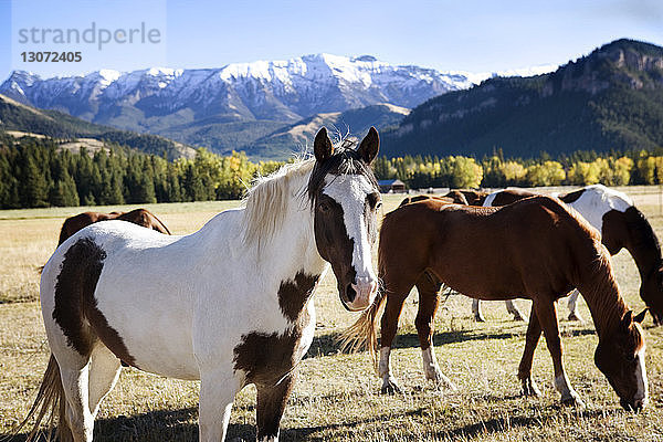 Pferde auf dem Feld gegen schneebedeckte Berge