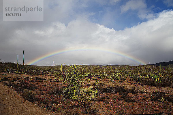 Regenbogen über einem Kaktus  der auf einem Feld vor bewölktem Himmel wächst
