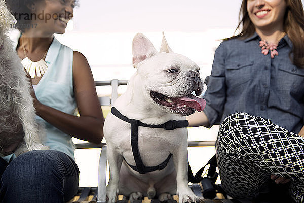 Glückliche Freunde sitzen mit Hunden auf der Parkbank