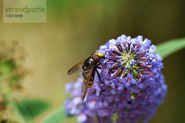 Nahaufnahme einer Bienenbestäubungsblume