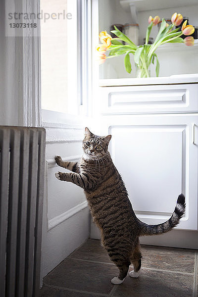 Porträt einer Katze  die sich zu Hause am Fenster aufbäumt
