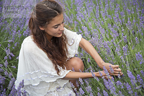 Frau pflückt Lavendelblüten in der Hocke im Feld