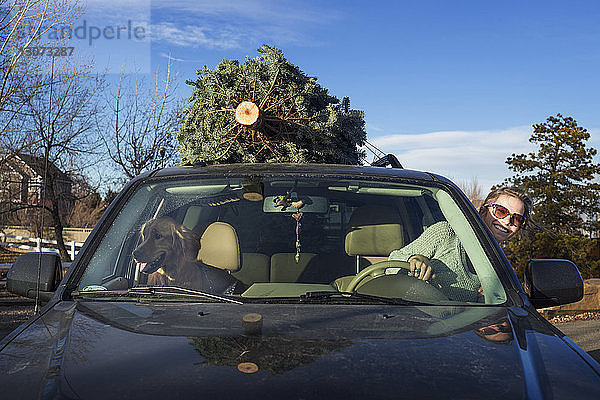 Glückliche Frau mit Golden Retriever im Auto  während sie eine Kiefer auf dem Dach trägt