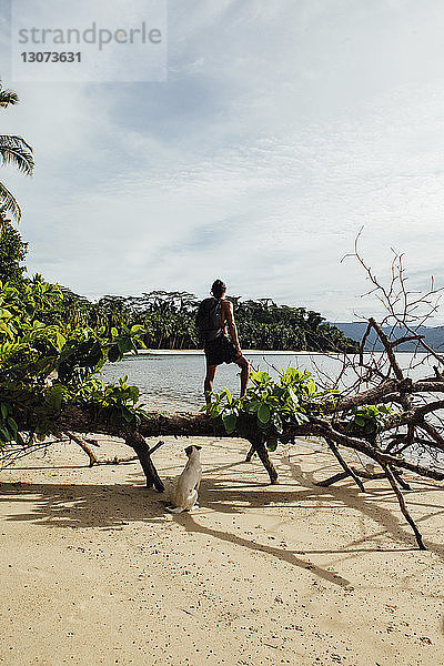 Rückansicht eines Wanderers mit Hund auf umgestürztem Baum stehend gegen den Himmel am Strand