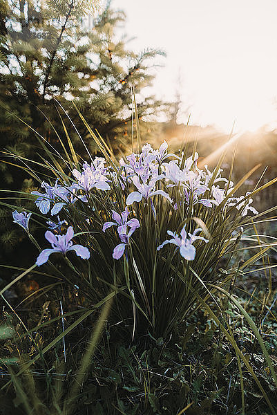 Nahaufnahme von Blumen  die auf dem Feld blühen