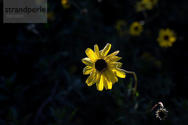 Nahaufnahme einer gelben Blume  die im Garten blüht