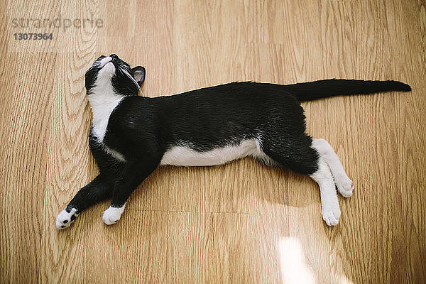 Hochwinkelansicht einer Katze  die sich zu Hause auf dem Boden entspannt
