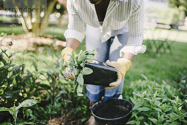 Mittelteil einer Frau  die eine Topfpflanze hält  während sie sich im Garten bückt