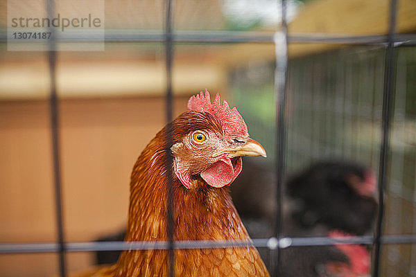 Nahaufnahme einer Henne im Hühnerstall