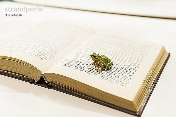 Hochwinkelansicht eines Frosches auf Buch