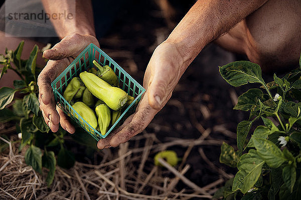 Draufsicht eines männlichen Landwirts  der frisch geerntete grüne Chilis in einem Container auf dem Bauernhof hält