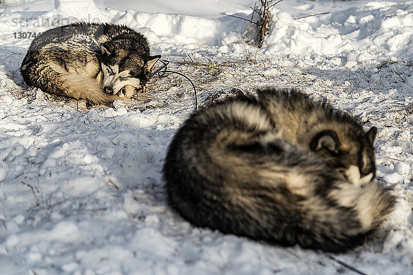 Siberian Huskies schlafen auf verschneitem Feld