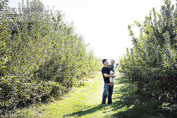 Vater trägt Sohn  während er auf dem Feld im Apfelgarten steht