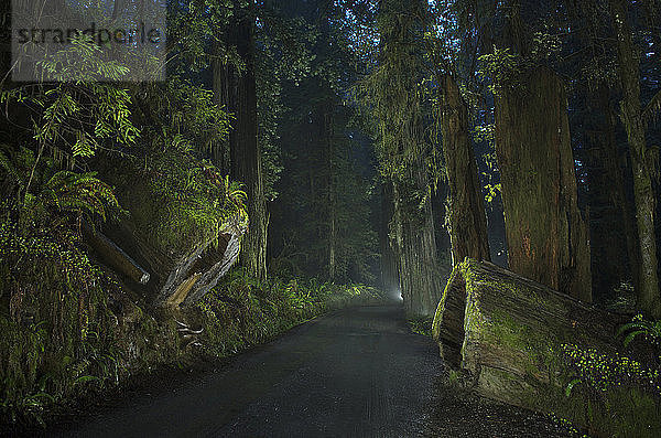 Straße inmitten des Waldes im Jedediah Smith Redwoods State Park während der Dämmerung