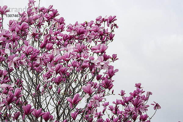 Niedrigwinkel-Ansicht von am Baum wachsenden Blumen gegen den Himmel
