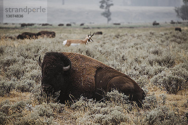 Amerikanischer Bison sitzt auf einem Feld im Yellowstone-Nationalpark