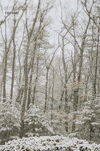 Kahle Bäume im Wald bei Schneefall