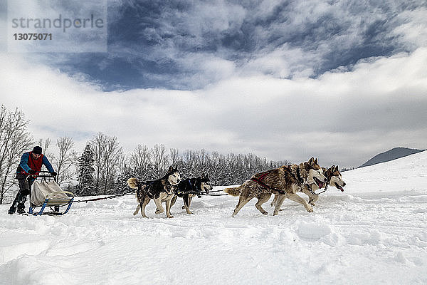 Hundeschlittenfahren auf verschneitem Feld gegen bewölkten Himmel