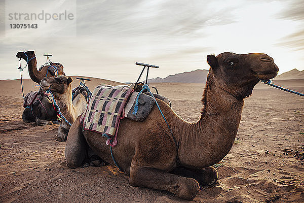 Kamele entspannen sich auf Sand in der Wüste vor wolkigem Himmel