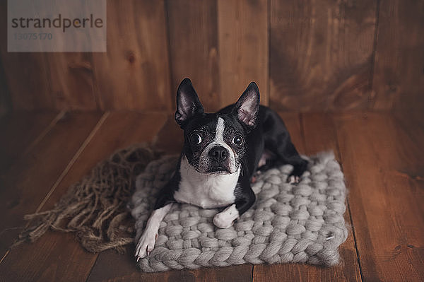Hochwinkelporträt eines Hundes  der zu Hause auf dem Teppich sitzt