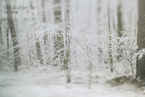 Schneebedeckte kahle Bäume im Wald bei Schneefall