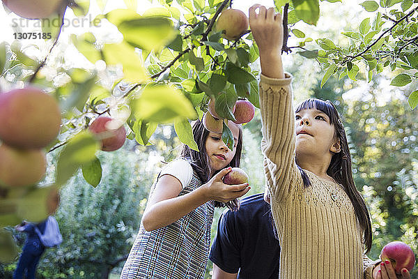 Töchter mit Vater bei der Apfelernte im Obstgarten