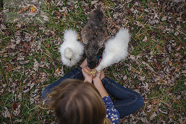 Draufsicht eines Mädchens  das kleine Hühner füttert  während es auf einem Feld auf einem Bauernhof sitzt