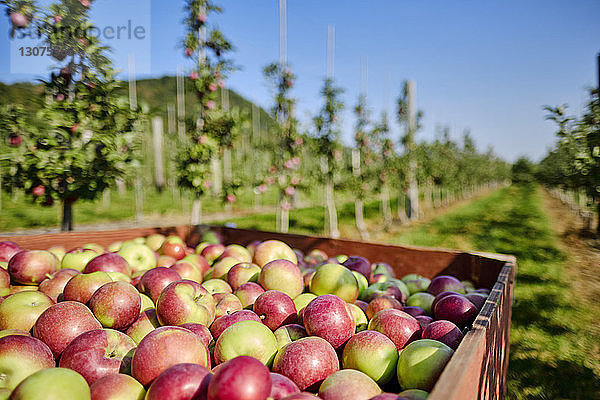 Äpfel im Traktoranhänger auf der Obstplantage