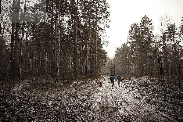 Rückansicht von Freunden  die im Winter auf einem Waldweg im Wald spazieren