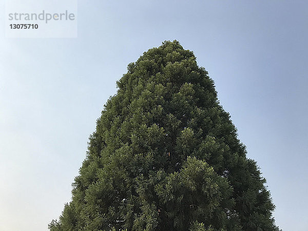 Niedrigwinkelansicht eines Baumes  der gegen klaren Himmel wächst
