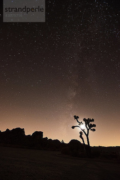 Silhouetten-Joshua-Baum wächst auf Feld gegen Sternenfeld