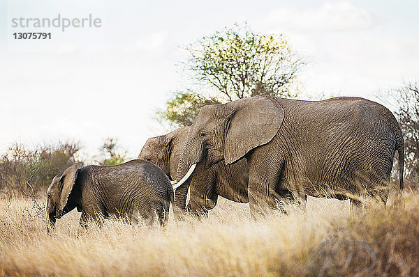 Elefantenfamilie in der Savanne