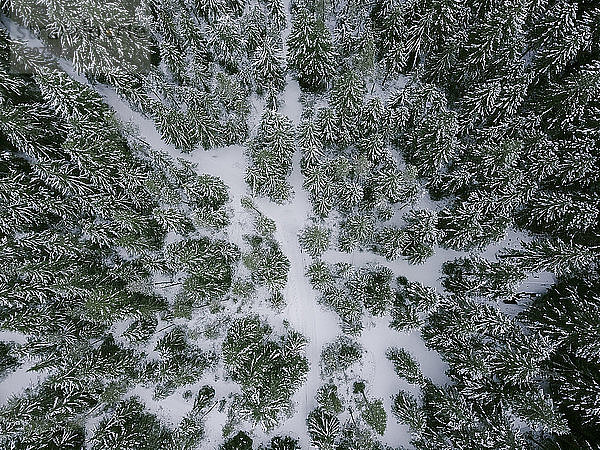 Draufsicht auf Bäume  die im Winter auf Mount Hood wachsen