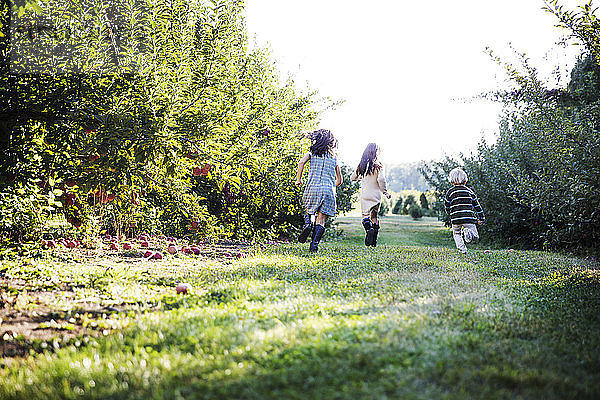Rückansicht der auf dem Feld im Obstgarten laufenden Kinder