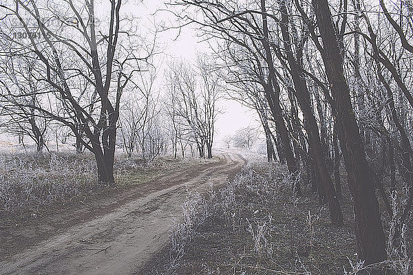 Straße im Winter zwischen kahlen Bäumen
