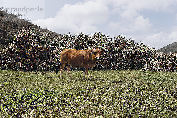 Seitenansicht einer Kuh  die auf einem Grasfeld vor Pflanzen und bewölktem Himmel steht