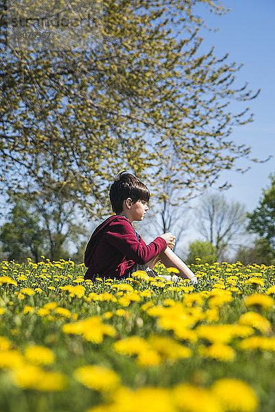 Seitenansicht eines Jungen  der bei Sonnenschein inmitten gelb blühender Pflanzen auf einem Feld im Park sitzt