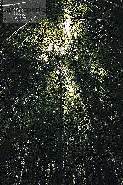 Niedrigwinkelansicht von im Wald wachsenden Bäumen