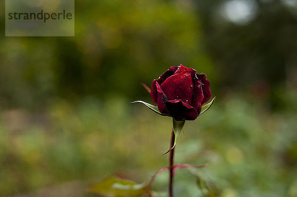Nahaufnahme einer im Freien blühenden roten Rose
