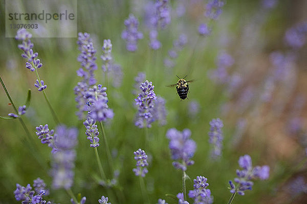 Honigbiene fliegt über Blumen