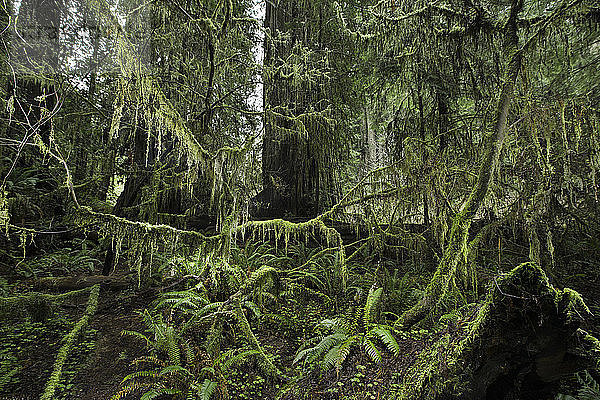 Ruhiger Blick auf den Wald im Redwood National Park