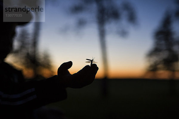 Beschnittenes Bild eines Scherenschnittjungen mit Insekt in der Dämmerung auf der Hand